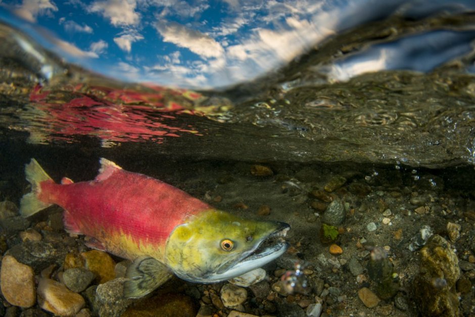 Нерка (Oncorhynchus nerka)
