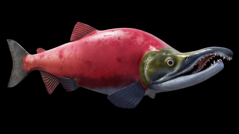 Нерка (Oncorhynchus nerka)
