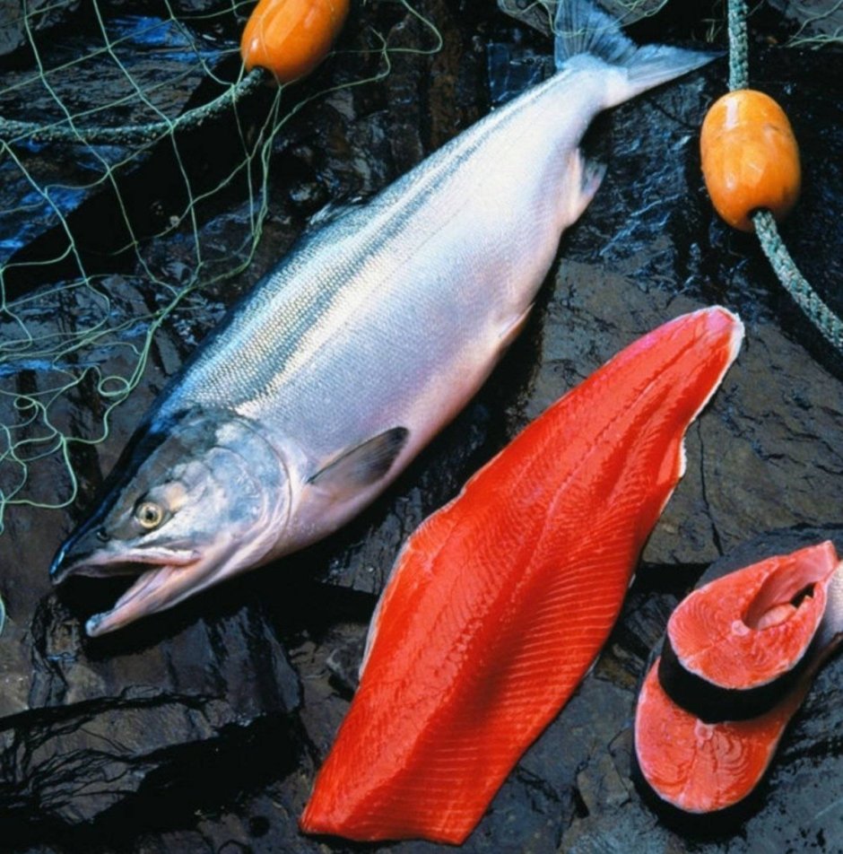 Чавыча Oncorhynchus tshawytscha