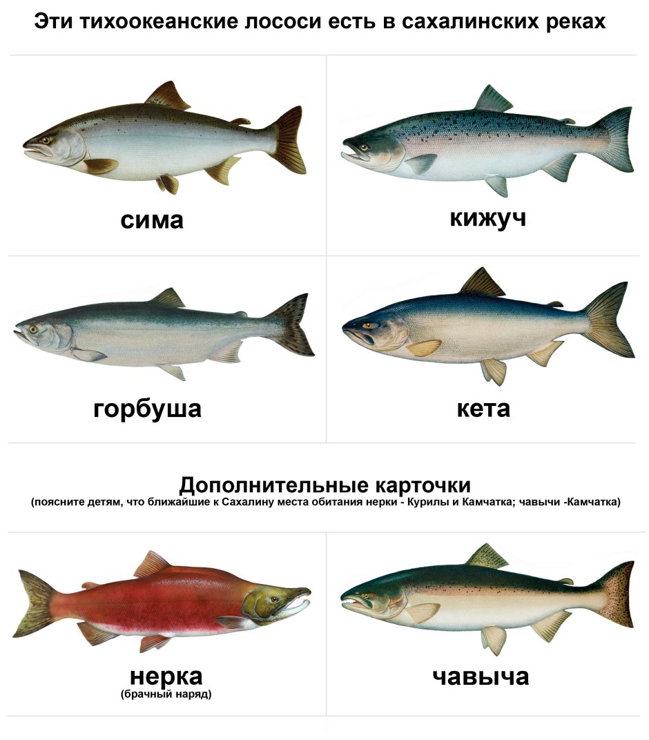 Форель кижуч кета различия