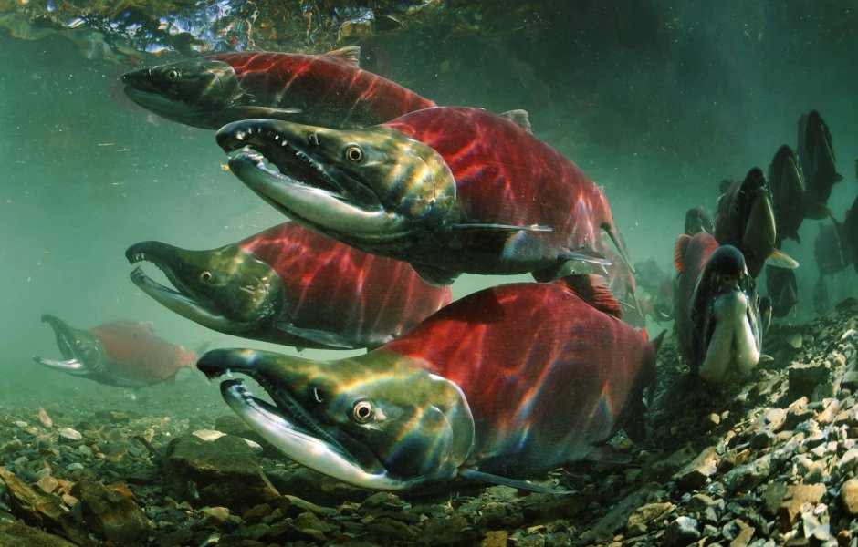 Нерка (Oncorhynchus nerka)