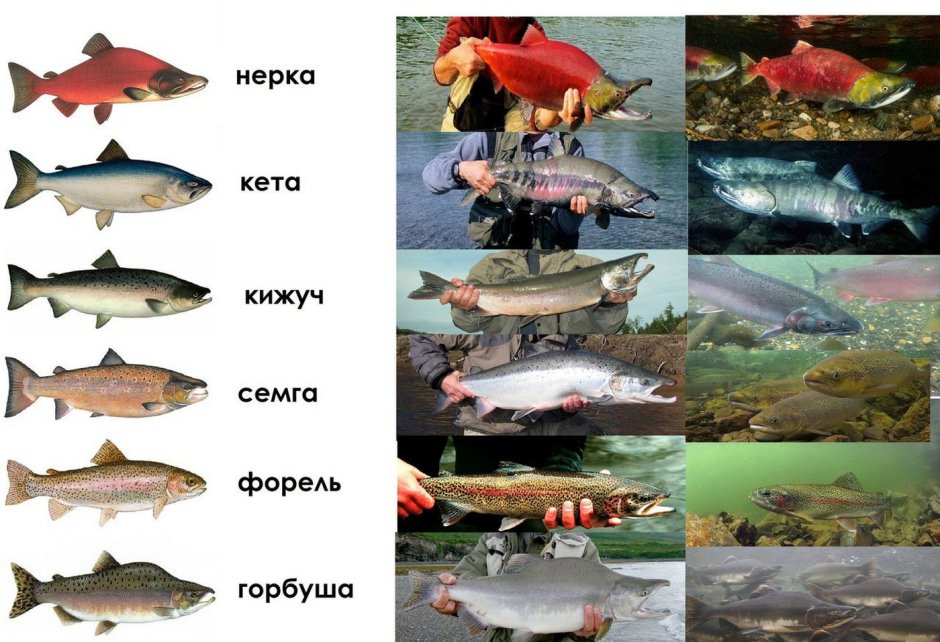 Форель кижуч кета различия