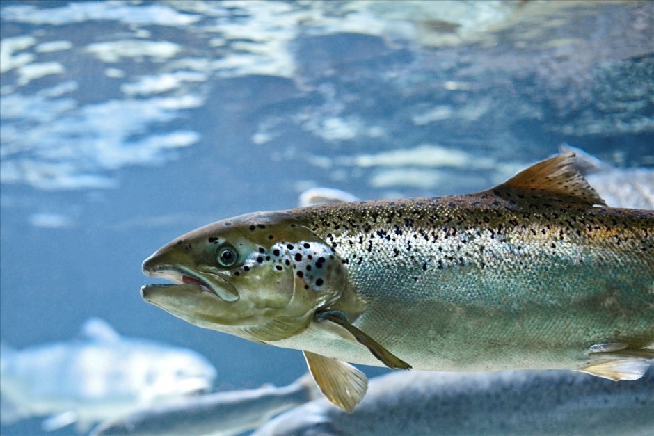 Атлантический лосось Salmo Salar