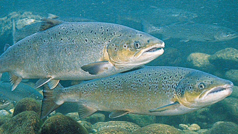 Атлантический лосось Salmo Salar
