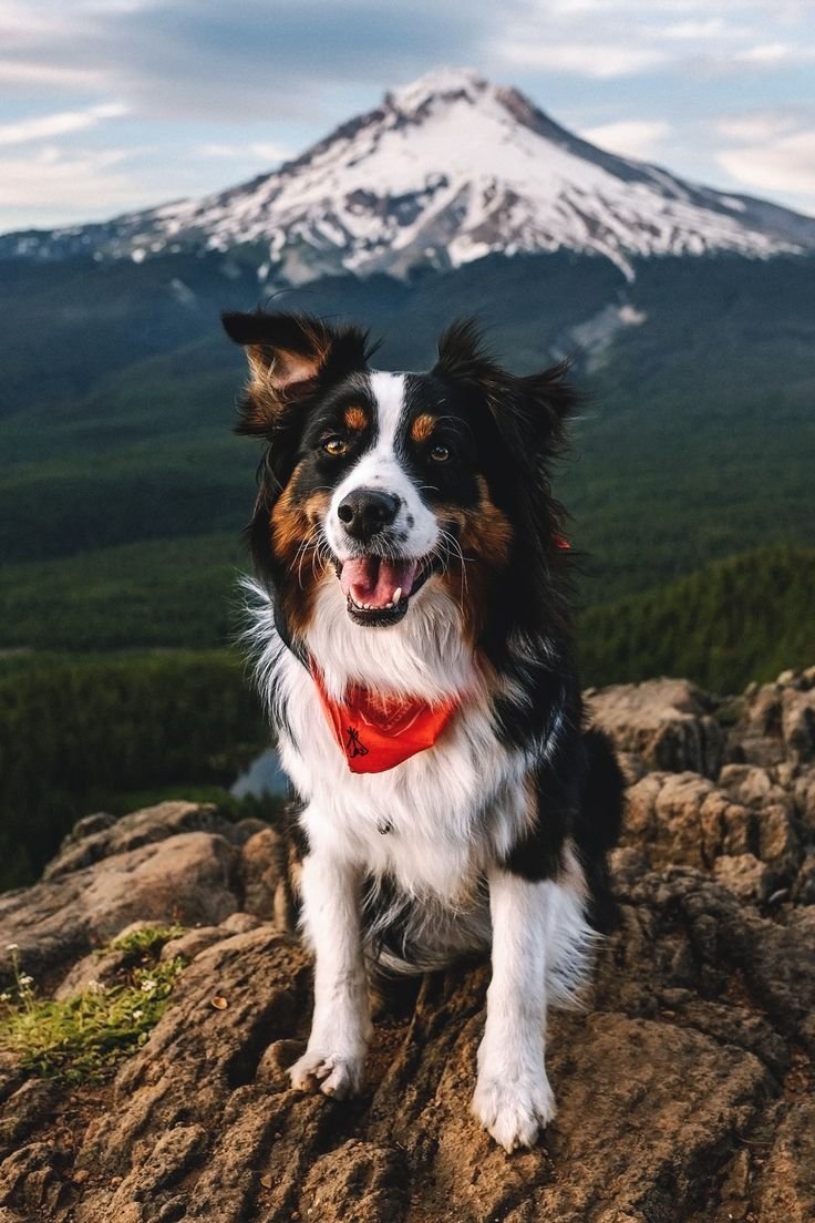 Бордер колли в горах