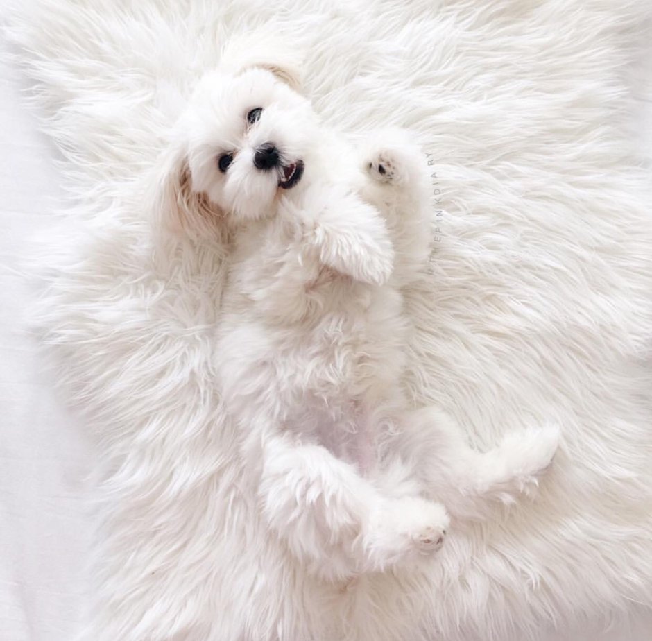 Аляскинский самоед