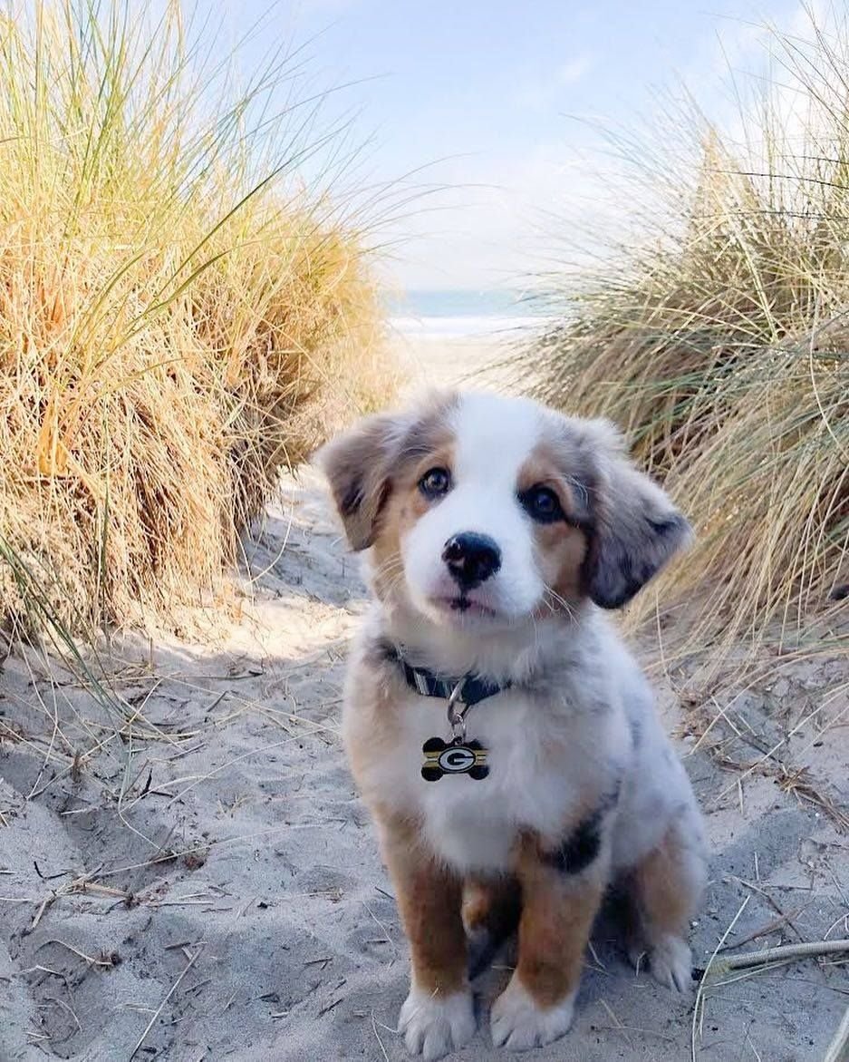 Татуировки собак маленьких эскизы