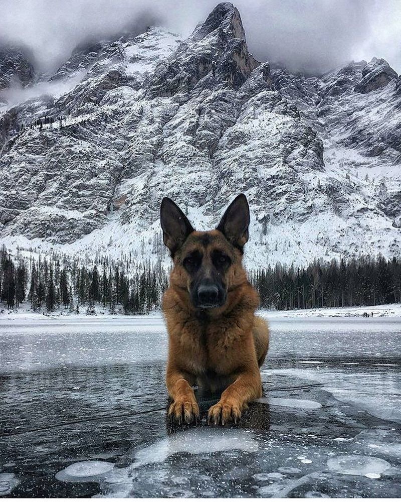 Териберка хаски