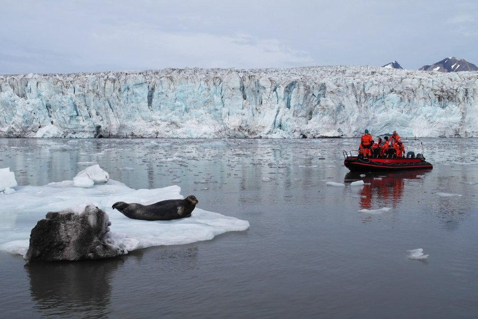 Лахтак на льдине