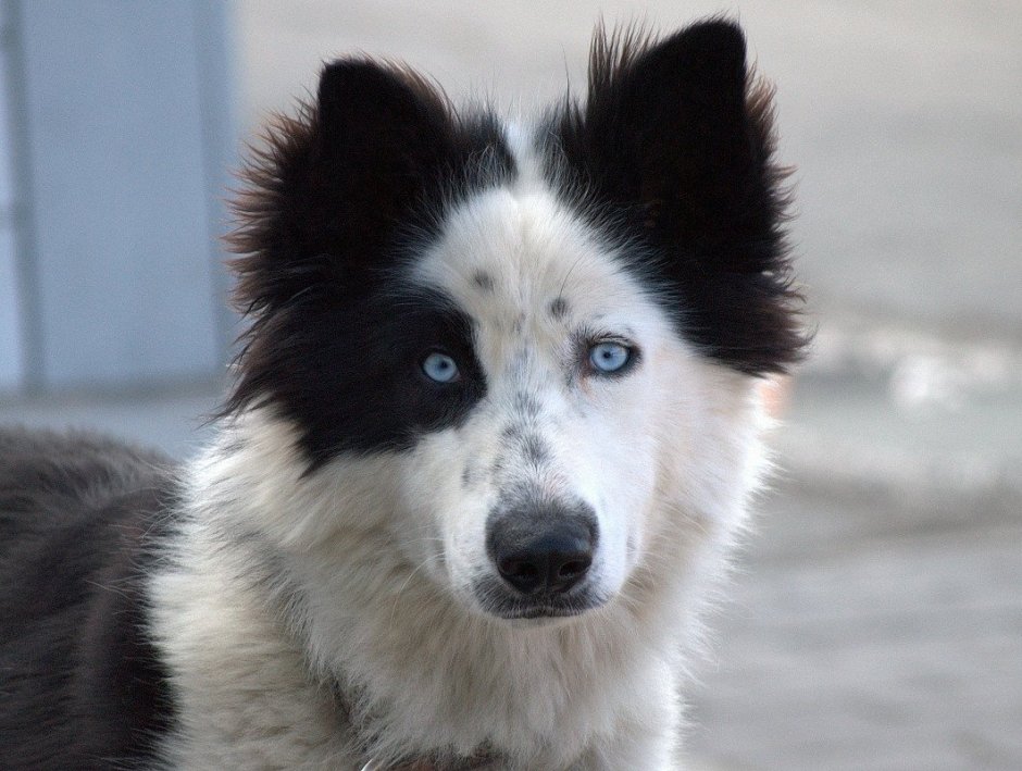 Немецкий Шпицберген собака