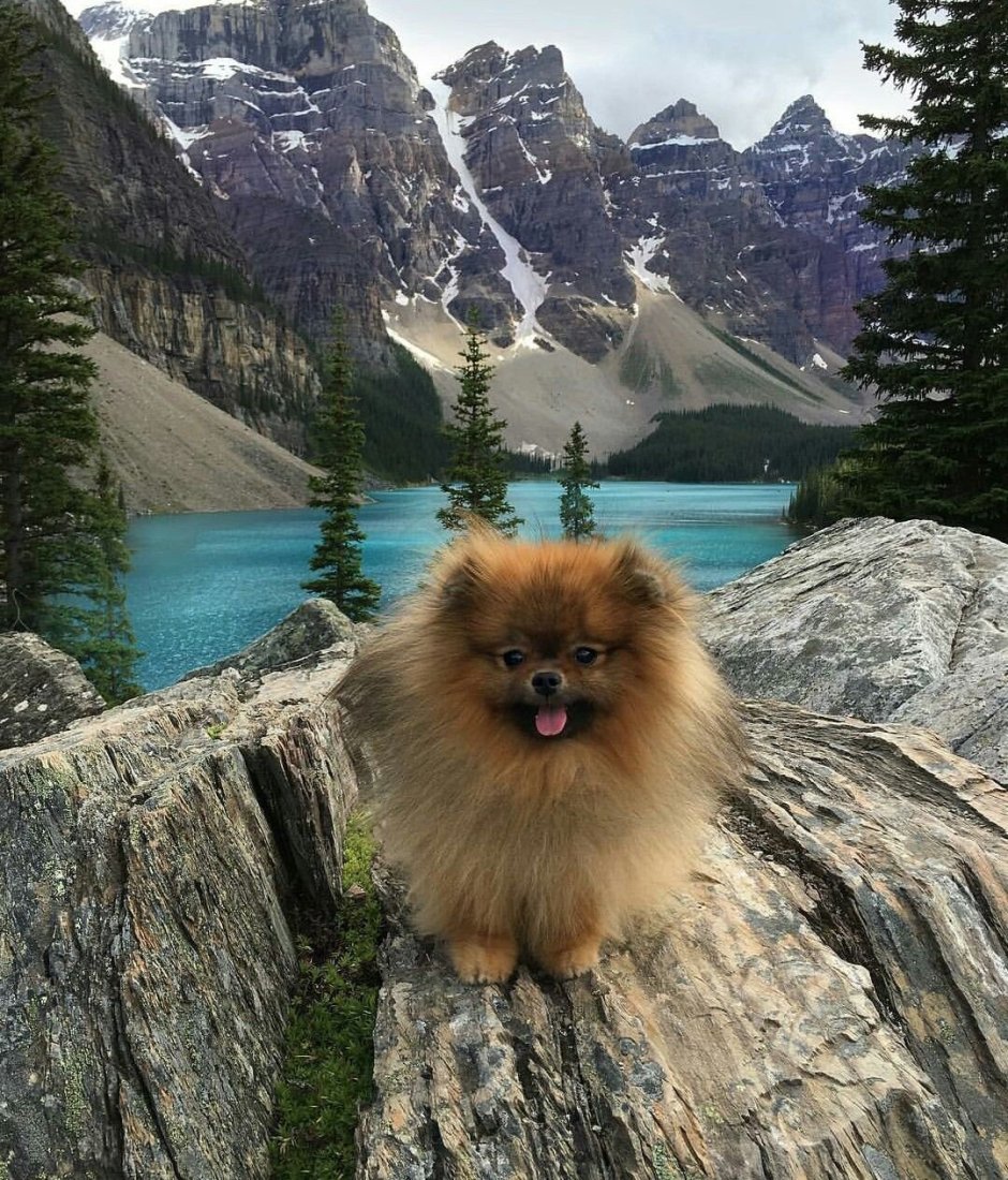 Шпицберген померанский