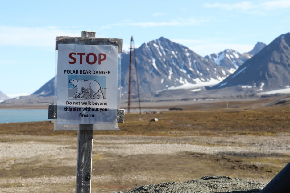 Бордер колли Эстетика