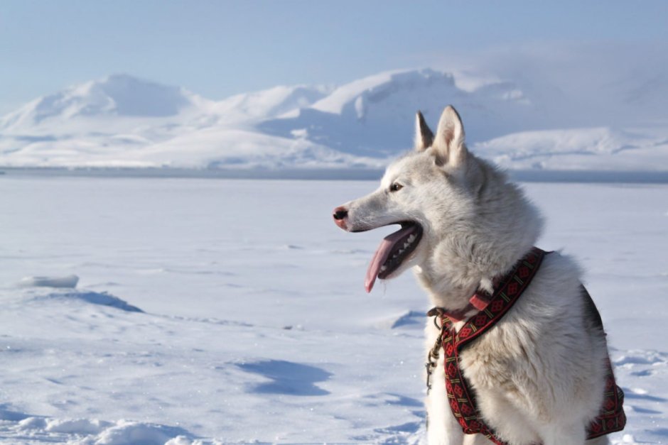 Лайка Шпицберген