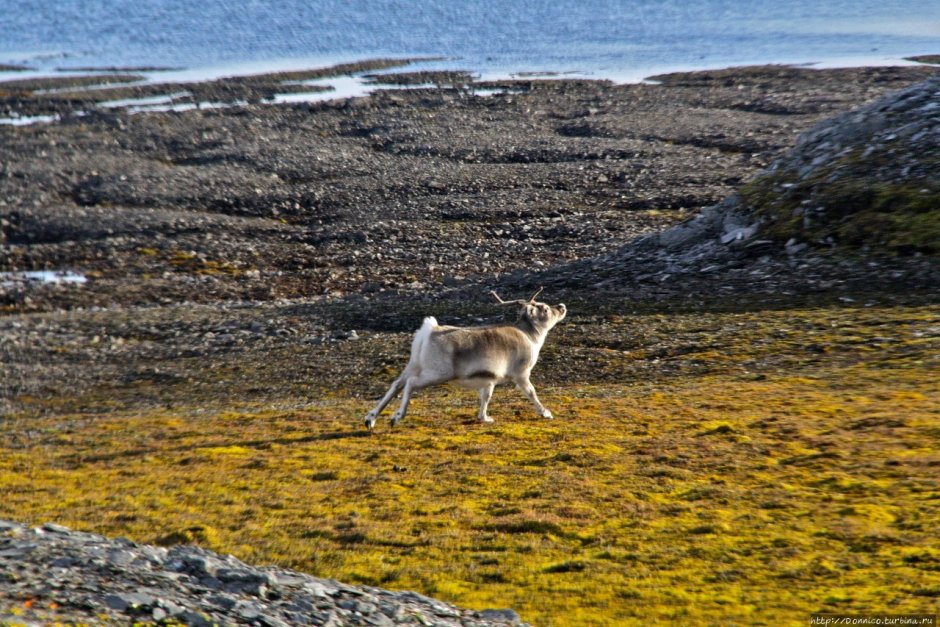 Остров Олений Карское море