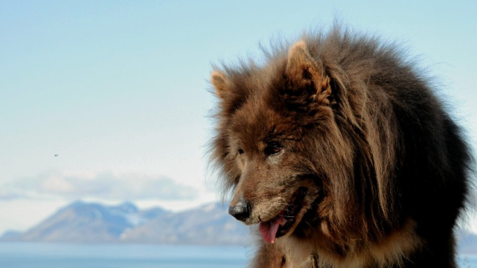 Таймырская ездовая собака