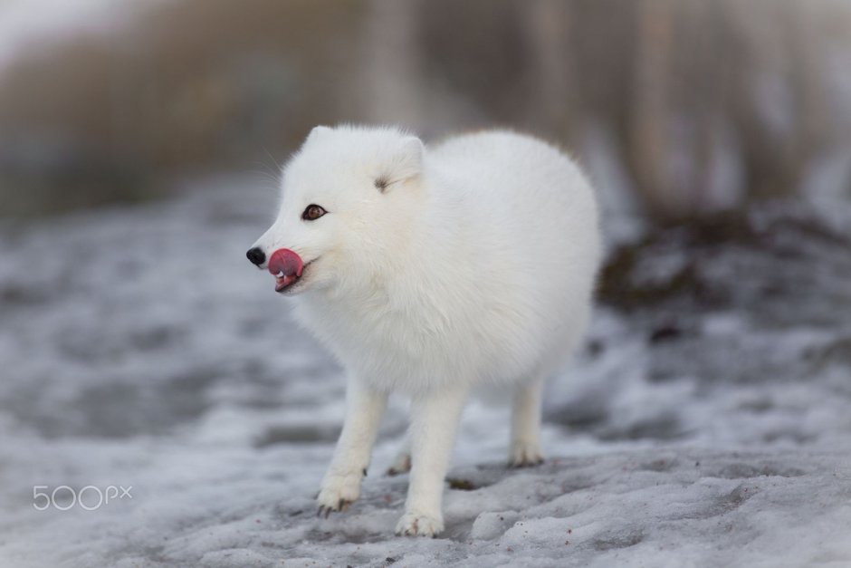 Шпицбергенский песец