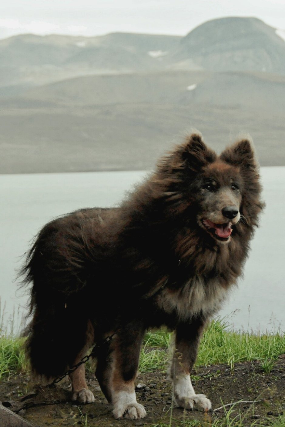 Шпицбергенский пес