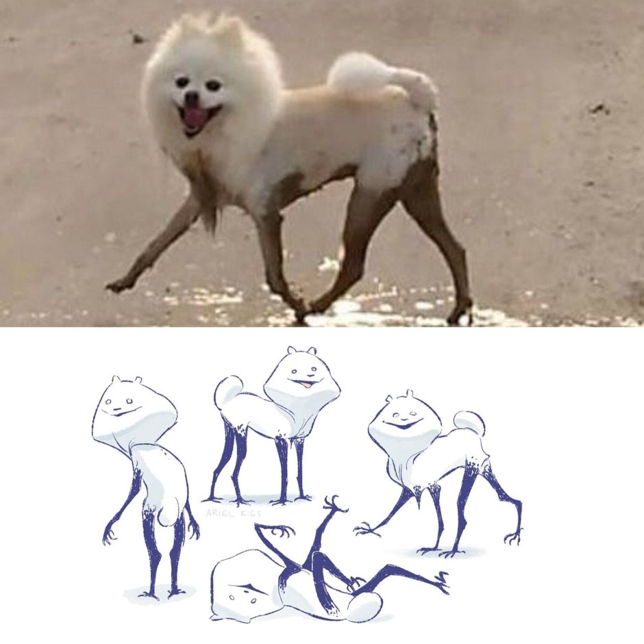 Животные Эстетика