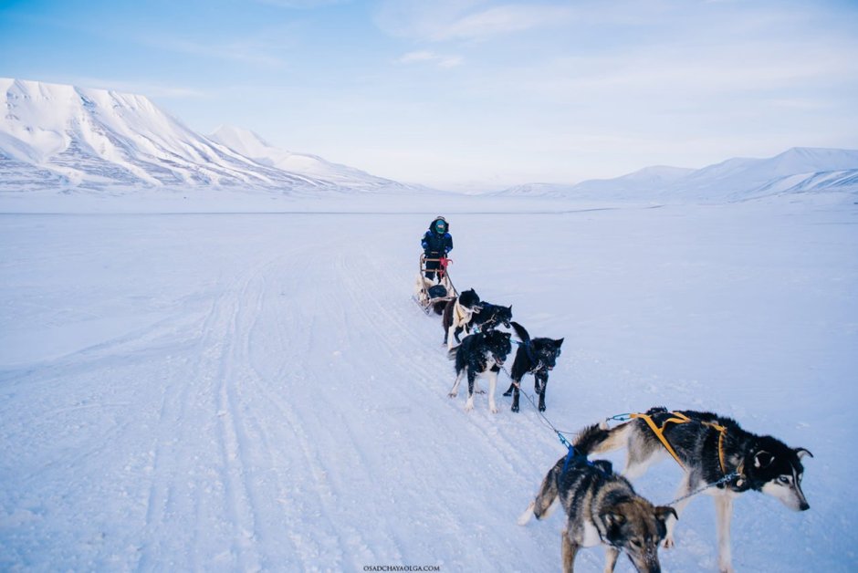 Шпицберген порода собак