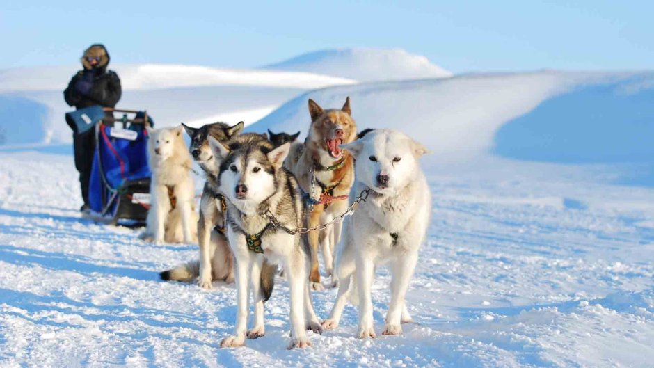 Норвегия собачьи упряжки