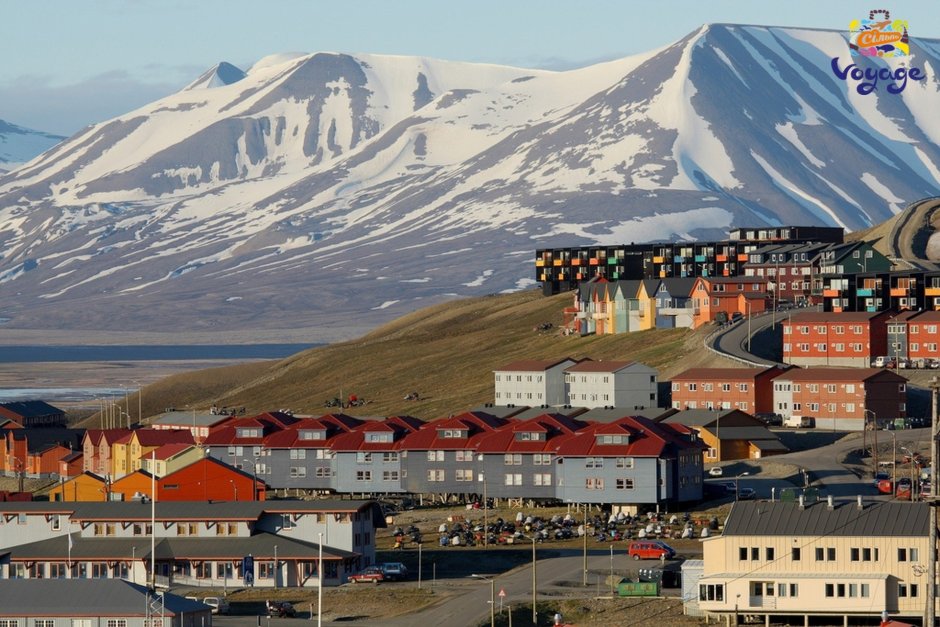 Самоед рыжий