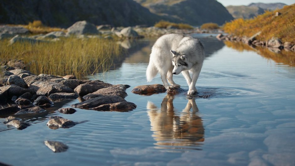 Ездовые собаки на Аляске