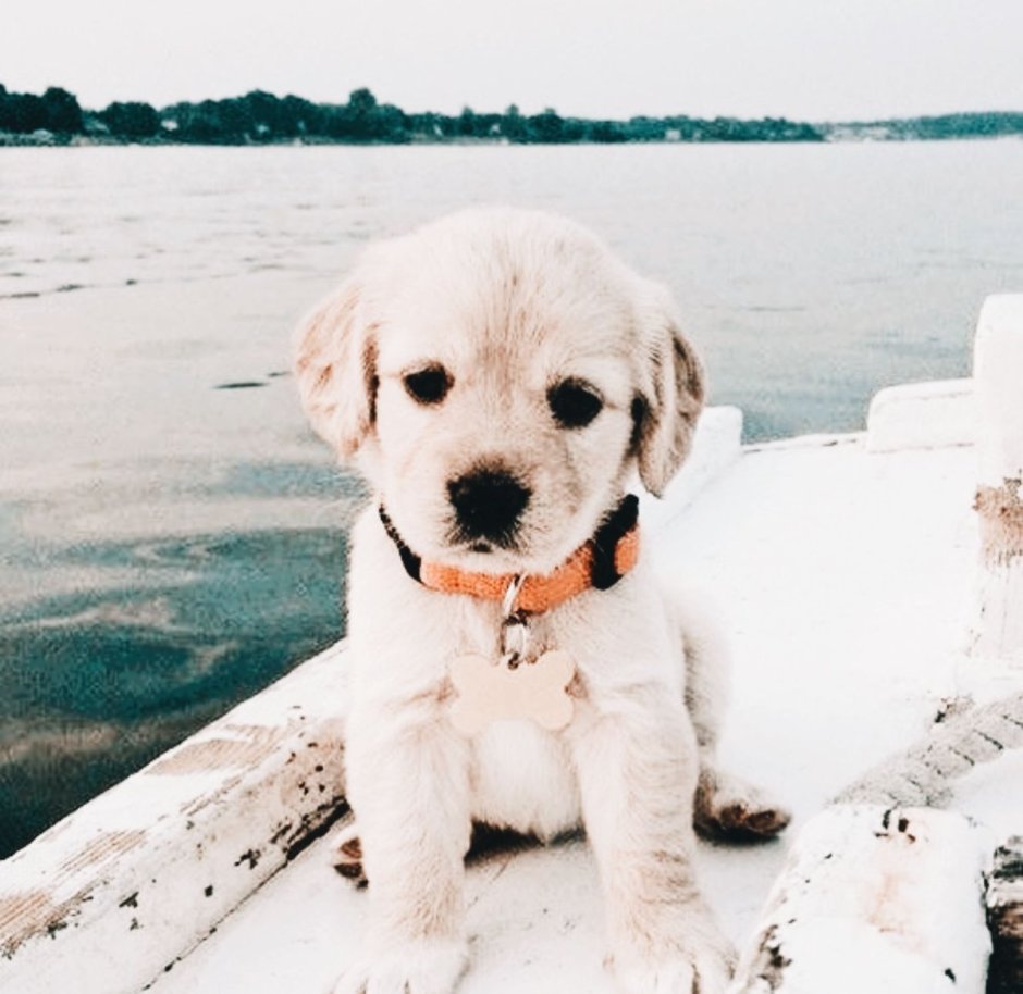 Леруа щенок