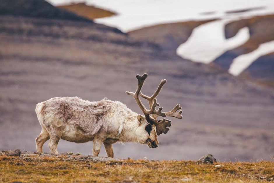 Видео Шпицберген кий Олененок