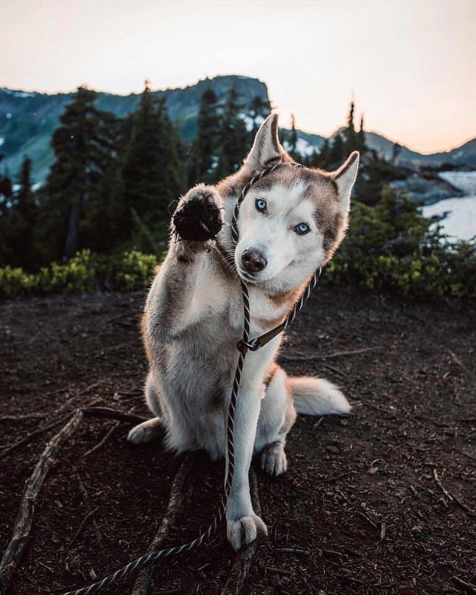 Карликовый Северный олень