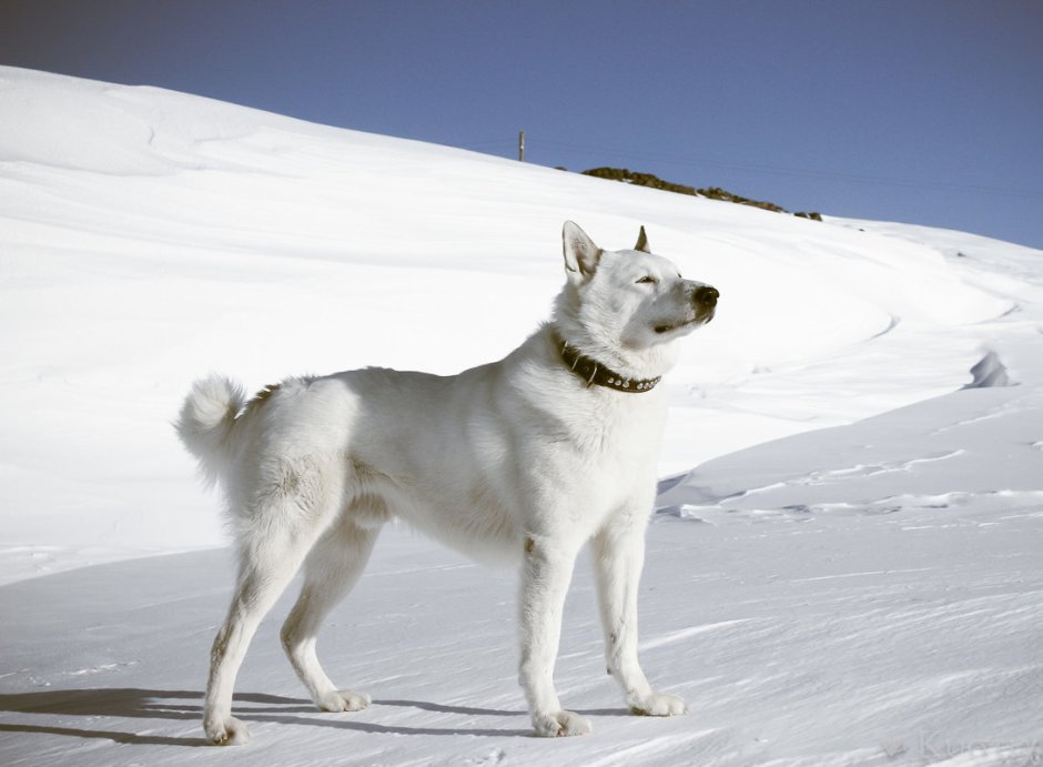 Собачка считает