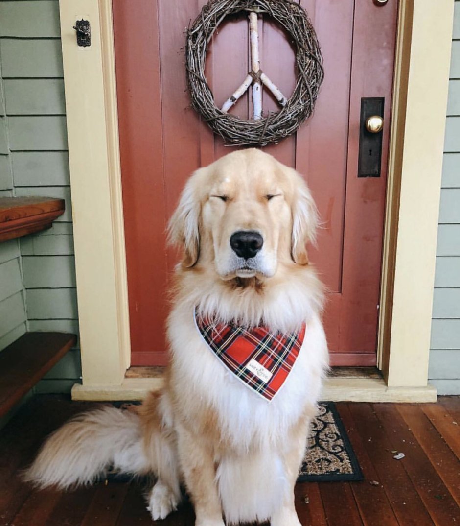 Швейцарская овчарка estetica