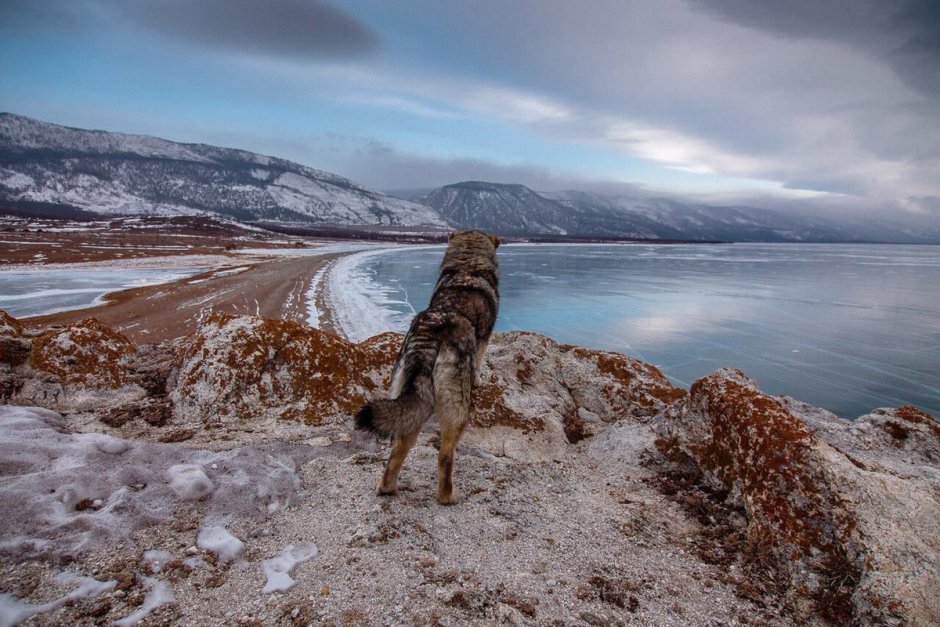 Сибирский хаски Эстетика