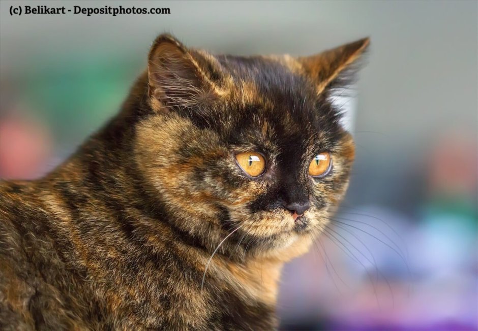 Британская трехцветная кошка черепаховая