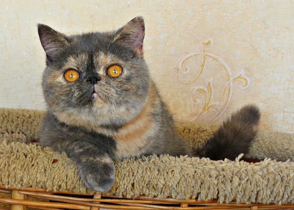 Голубая черепаховая Британская кошка