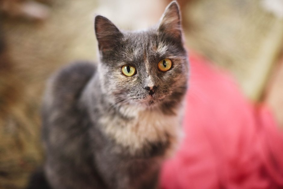 Черепаховая голубая серая кошка