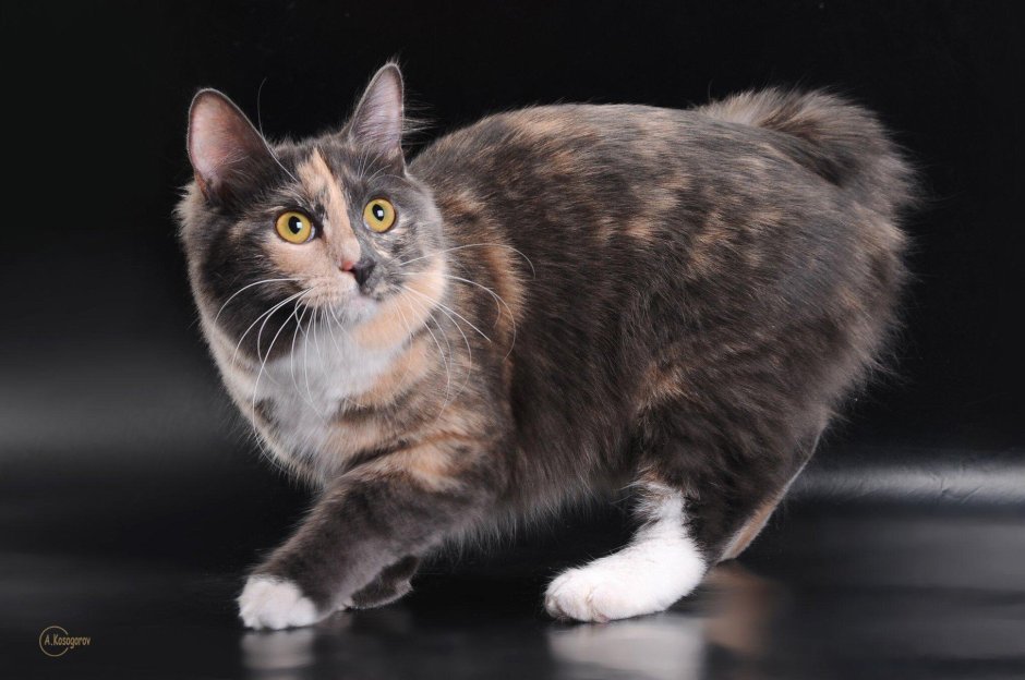 Голубокремовая черепаховая кошка