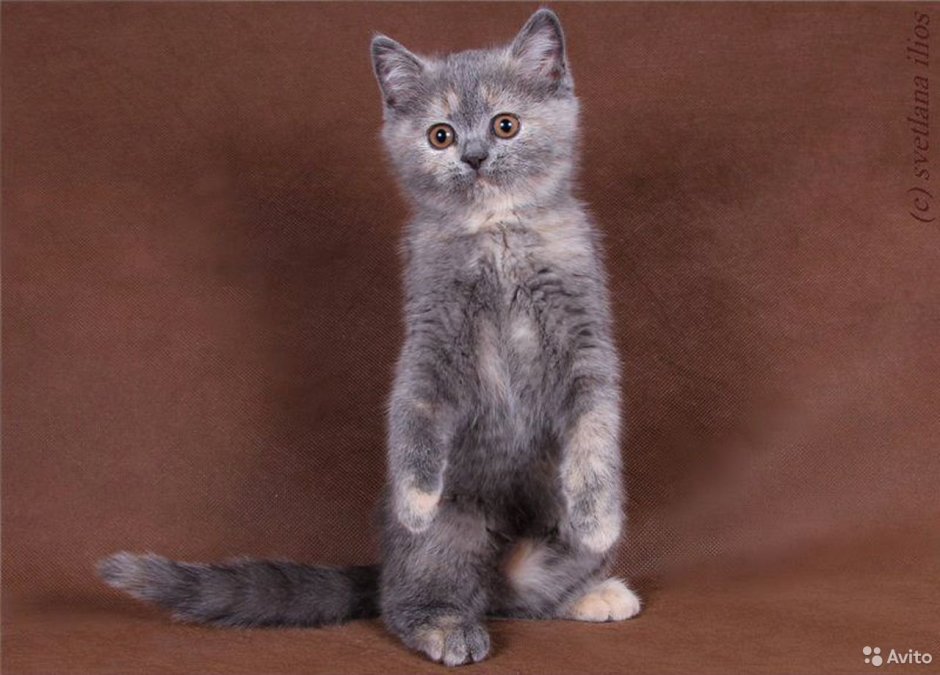 Голубокремовая черепаха табби