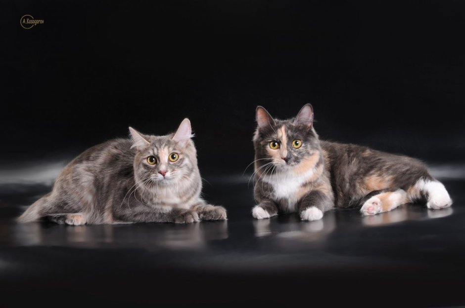 Тикированная черепашка Мейн кун