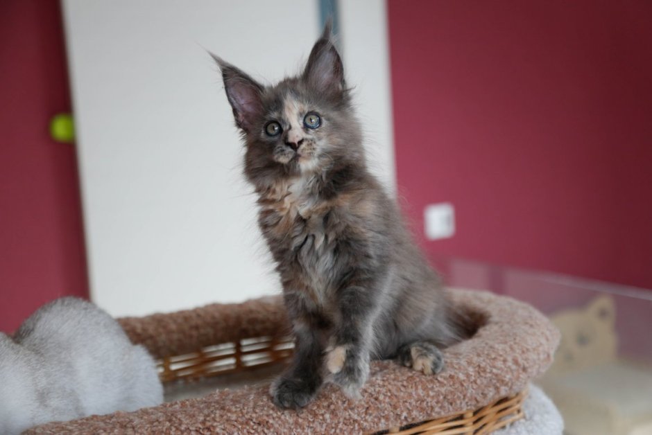 Мейн кун второй год