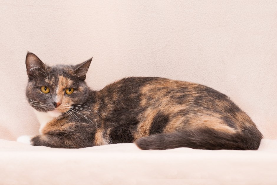 Голубокремовый черепаховый