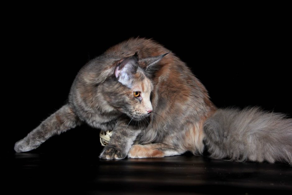 Британская черепаховая кошка