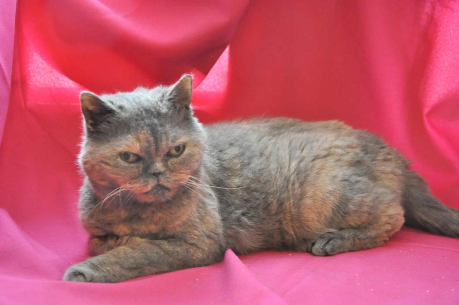 Британская кошка Черепаший окрас