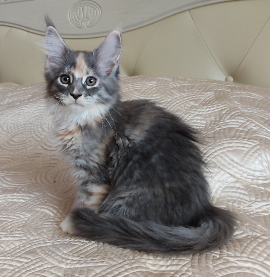 Котенок Мейн кун белый в 2 месяца