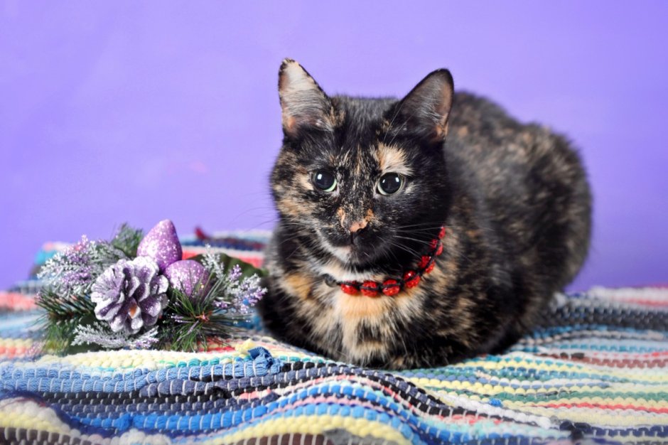 Tortoiseshell Cat порода