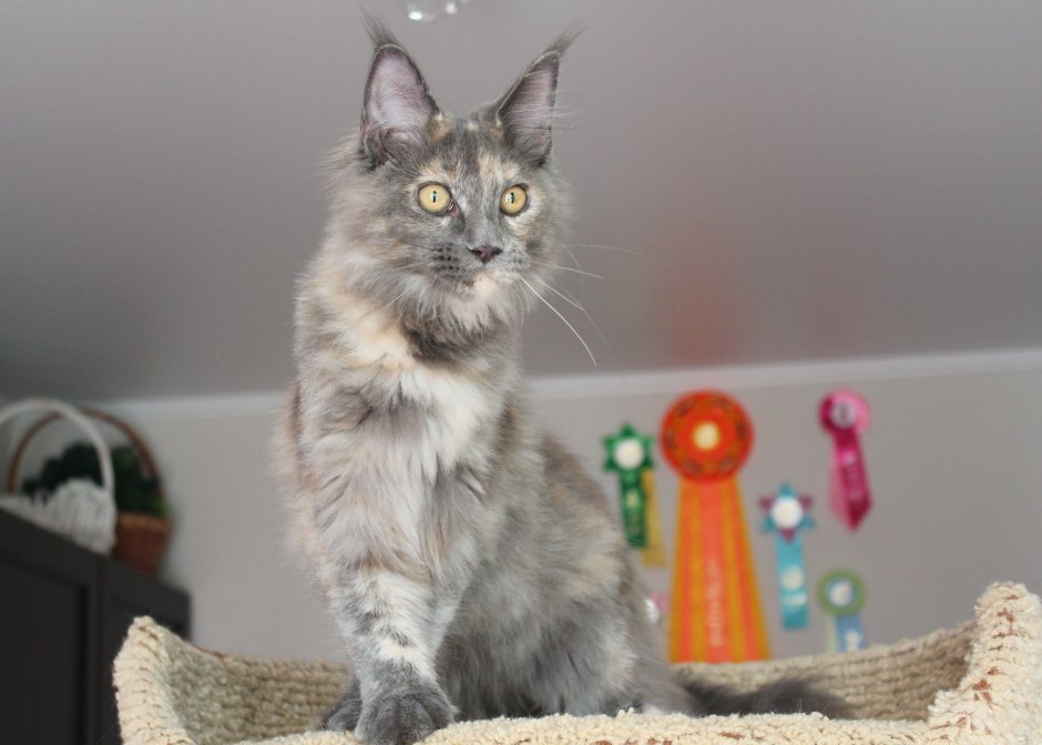 Черепаший Мейн кун