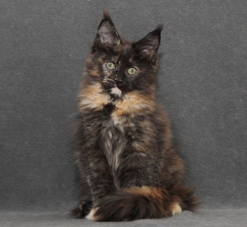 Голубокремовая мраморная черепаха Мейн кун