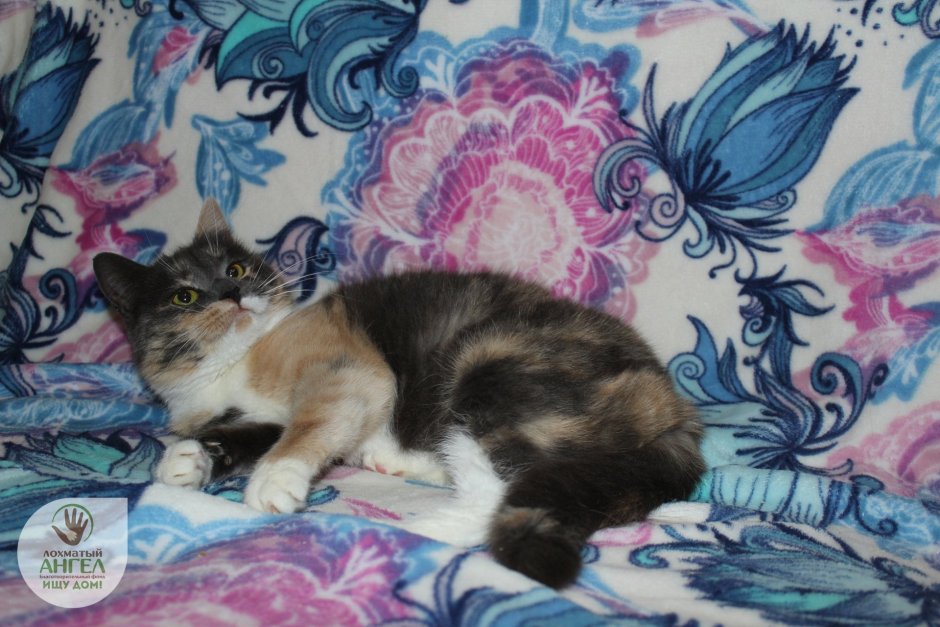 Невская голубокремовая черепаха табби