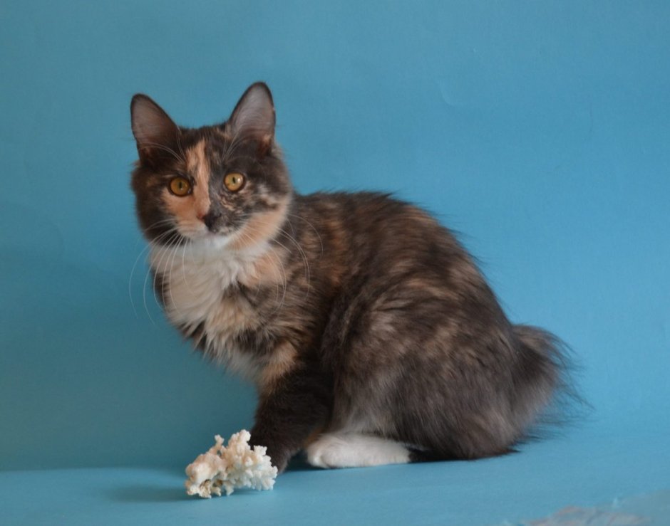 Сибирская черепаховая кошка