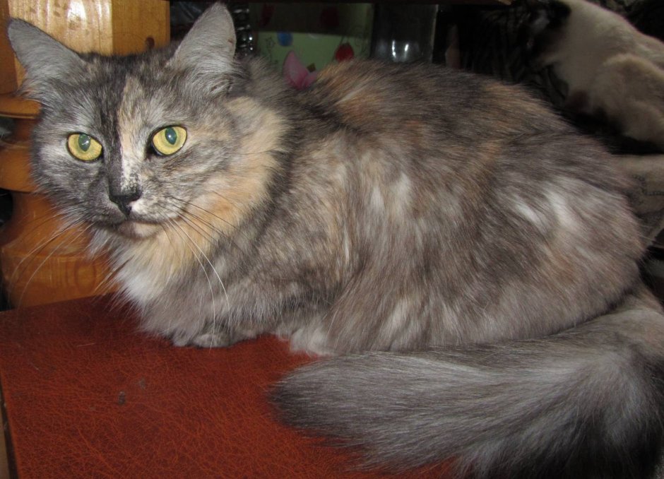 Хайленд-страйт/ SFL 71