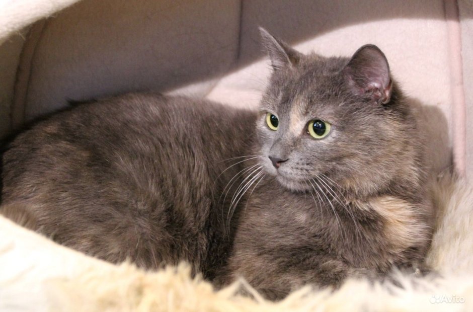 Мейкун голубокремлвая черепаха